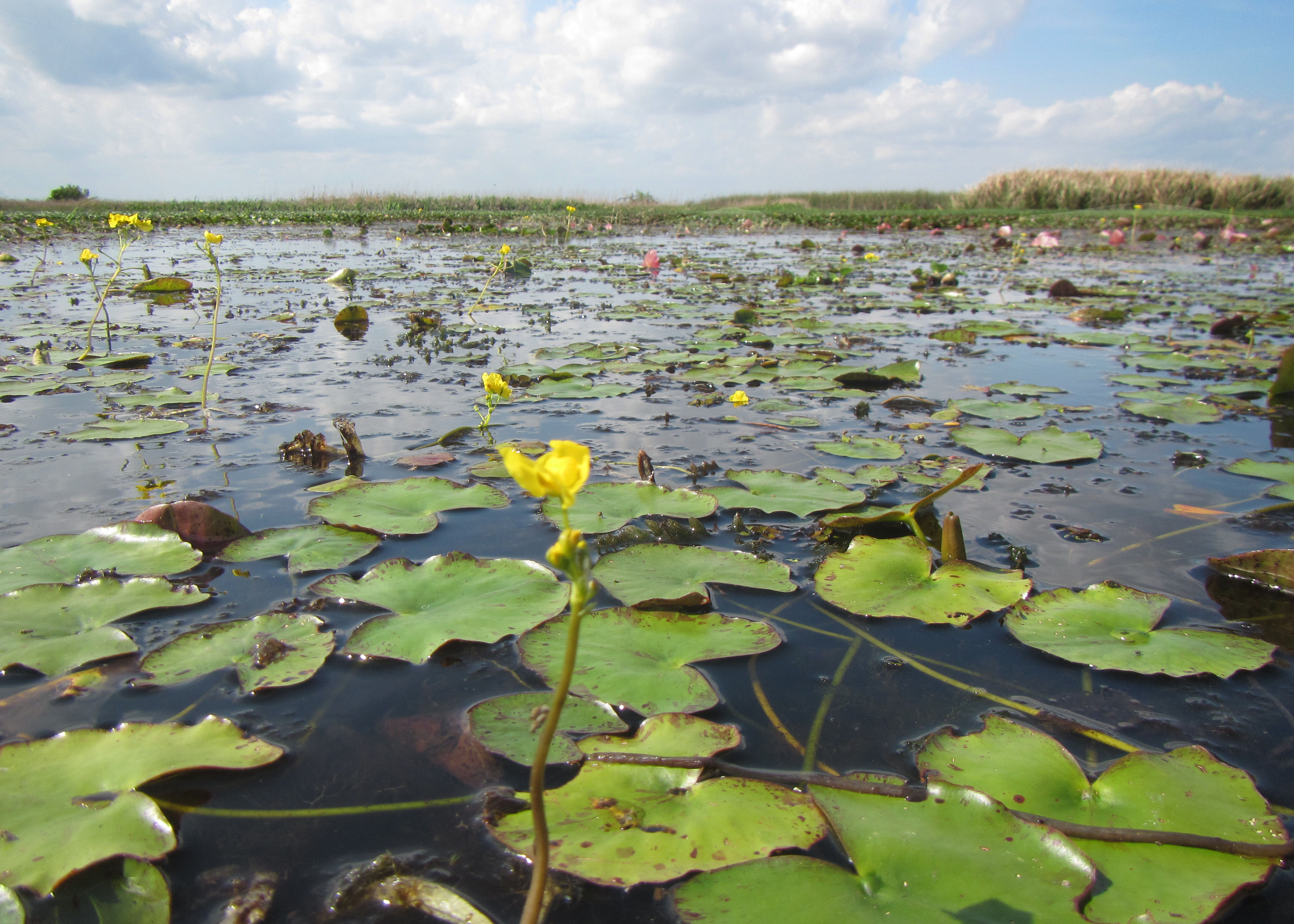 Submerged Aquatic Vegetation Habitats Store Significant Amounts of Organic Carbon in Coastal Louisiana